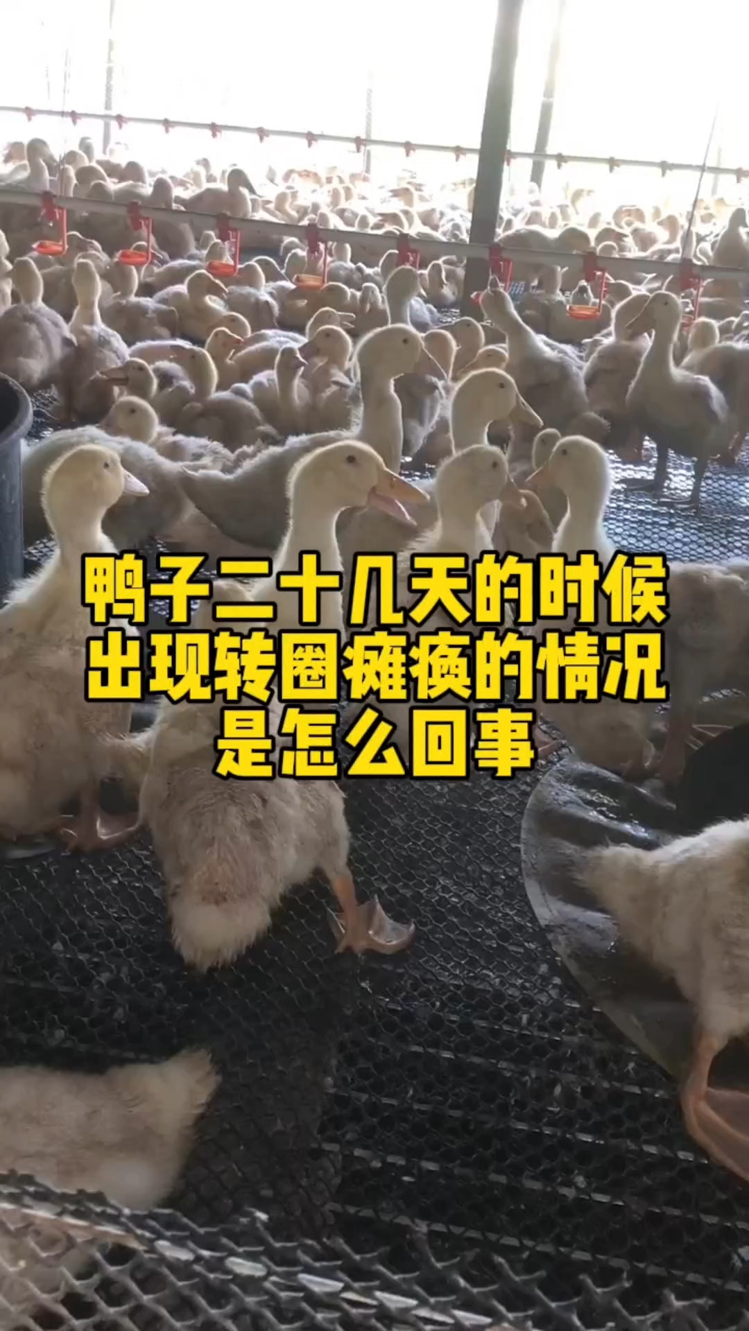 鸭子二十几天的时候出现转圈瘫痪是怎么回事?