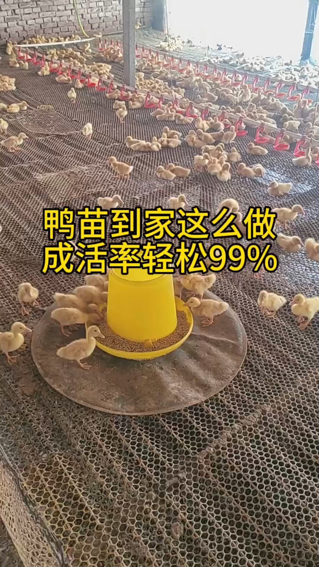 鸭苗到家这么做,成活率轻松99%