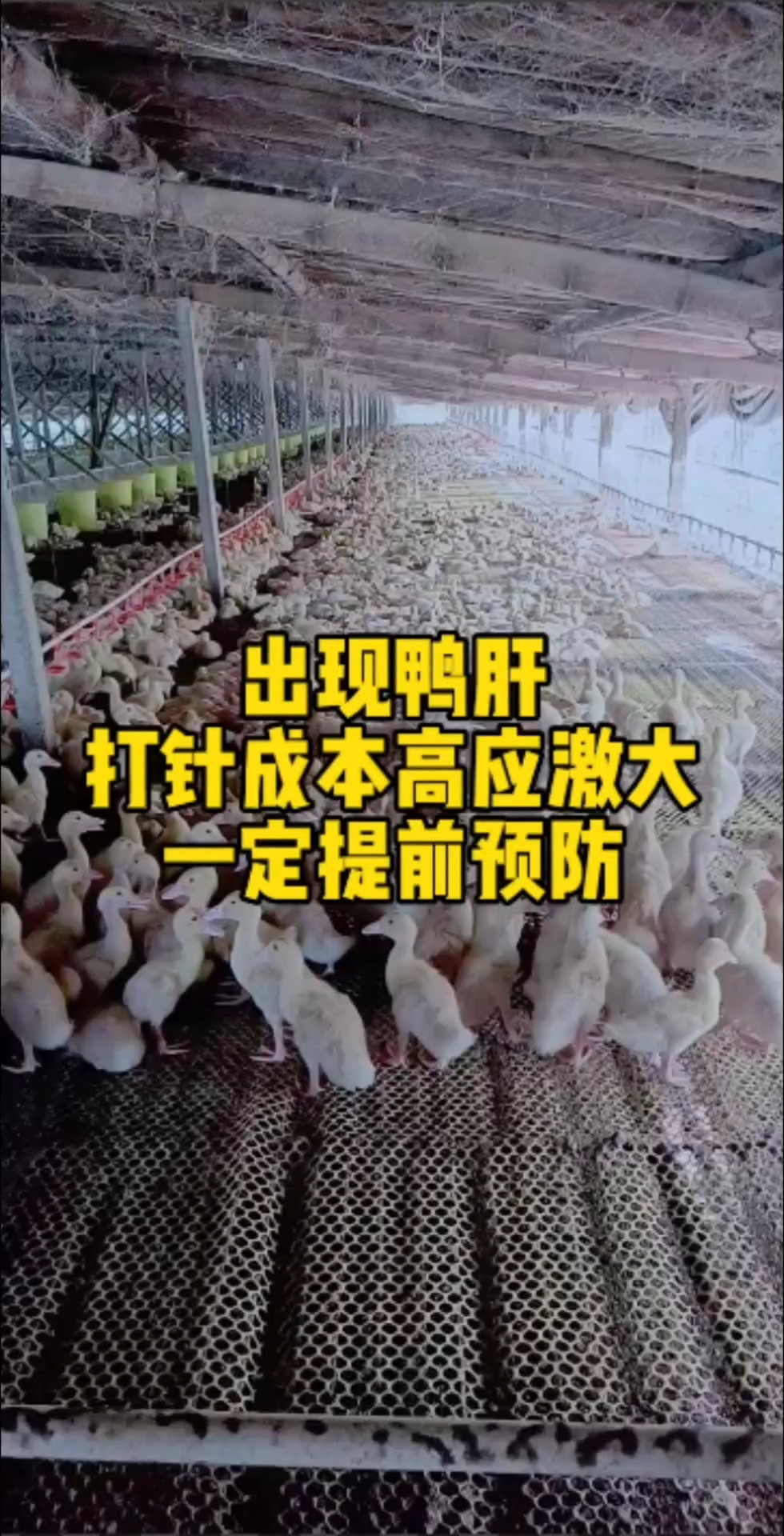 鸭肝打针应激大成本高,一定提前预防