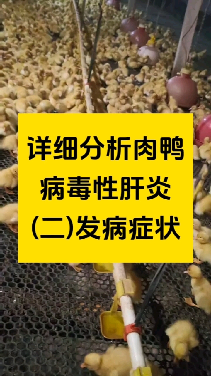 分享视频