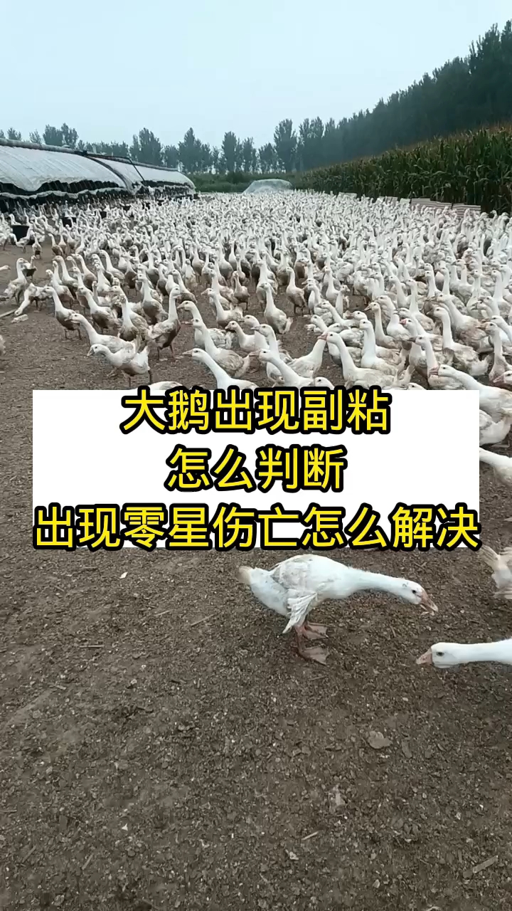 大鹅出现副粘怎么判断,出现零星伤亡怎么解决