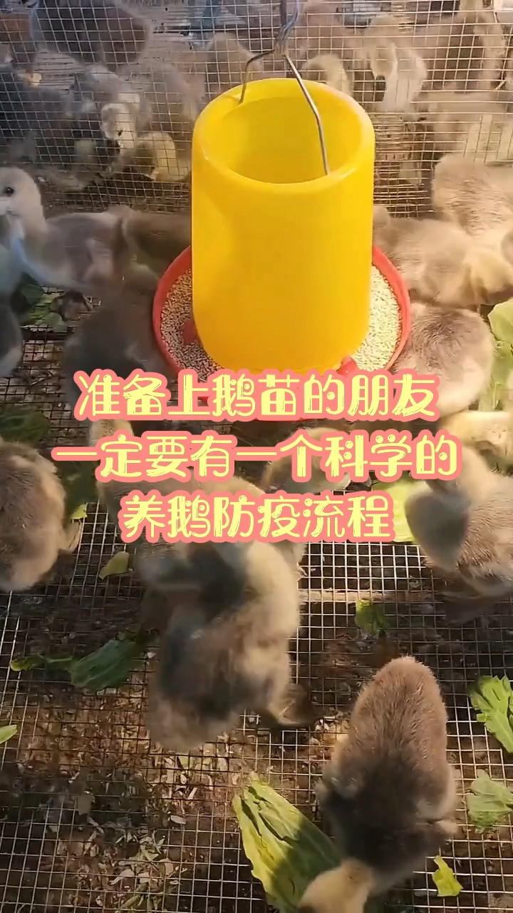 准备上鹅苗的朋友一定要有个科学的防疫流程