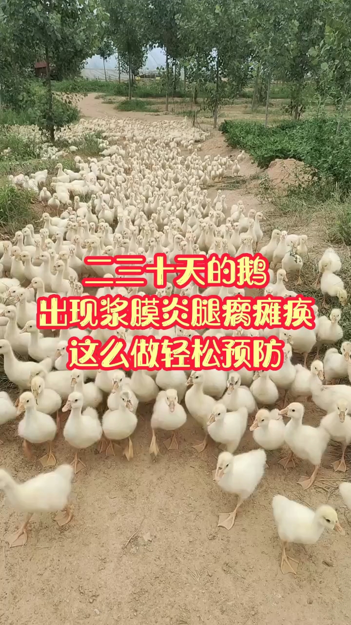 二三十天的鹅出现浆膜炎腿瘸瘫痪,这么做轻松预防