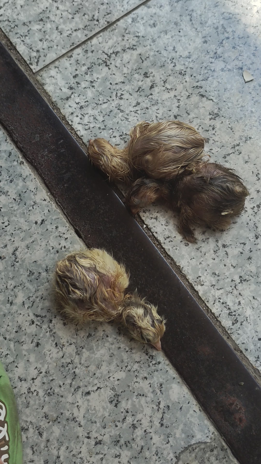 刚出壳的小鸡,该怎么给他喂食?
