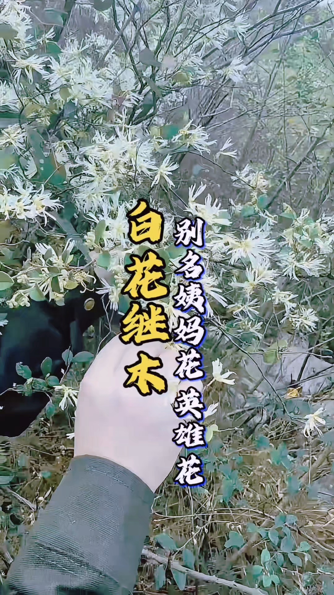 路边这“白纸条花”，竟是止血神草！90%的人见过却叫不出名。#白花继木##大自然的馈赠##