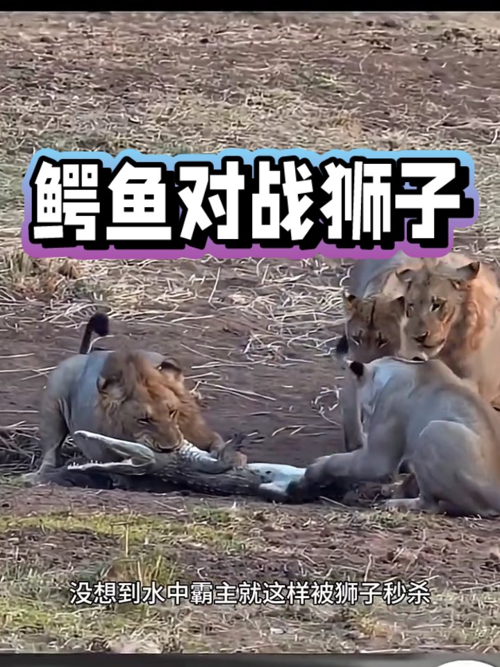 陆地霸主狮子大战鳄鱼