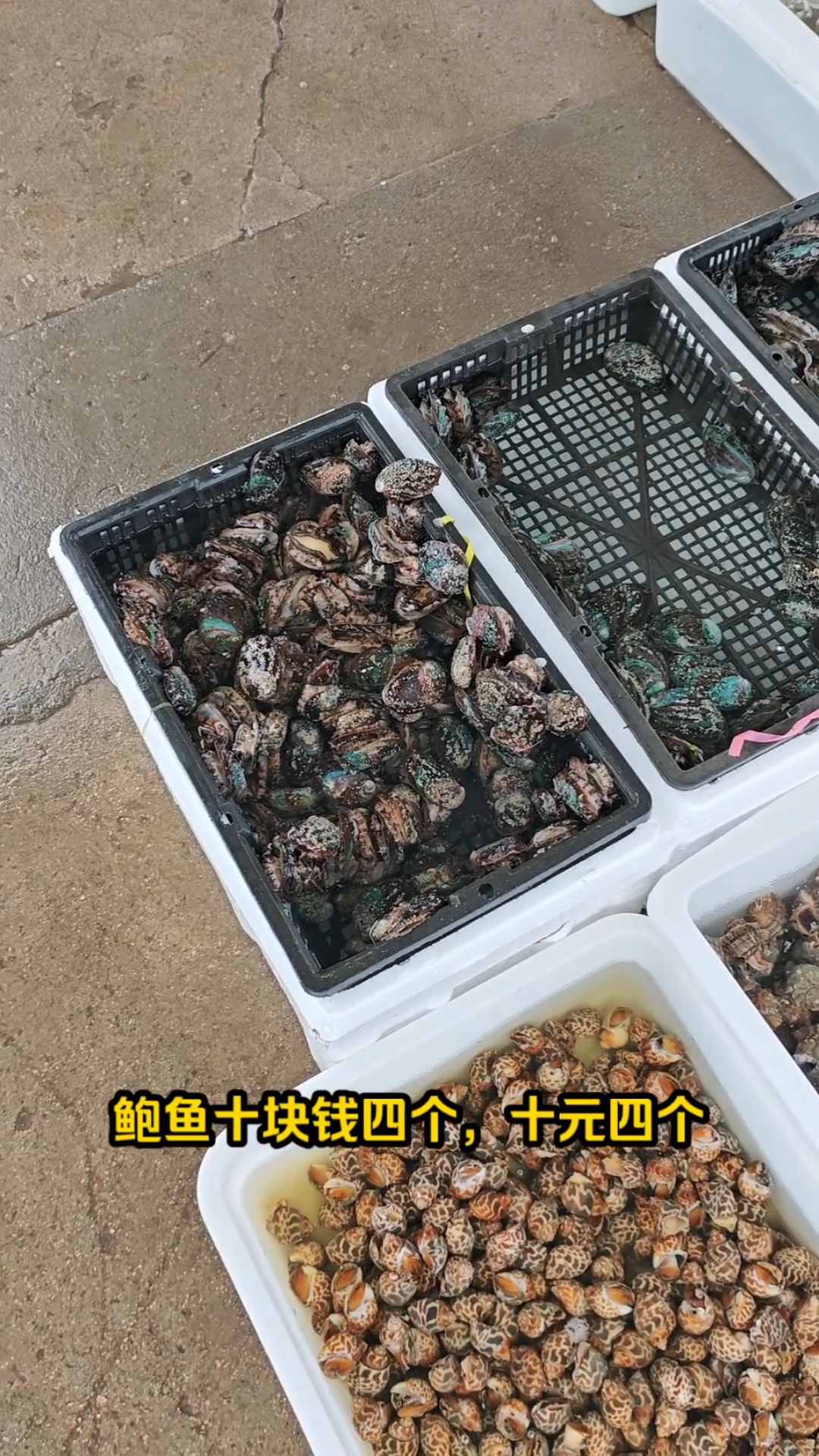 日照任家台码头鲍鱼十元四个梭子蟹一盆20元太便宜了