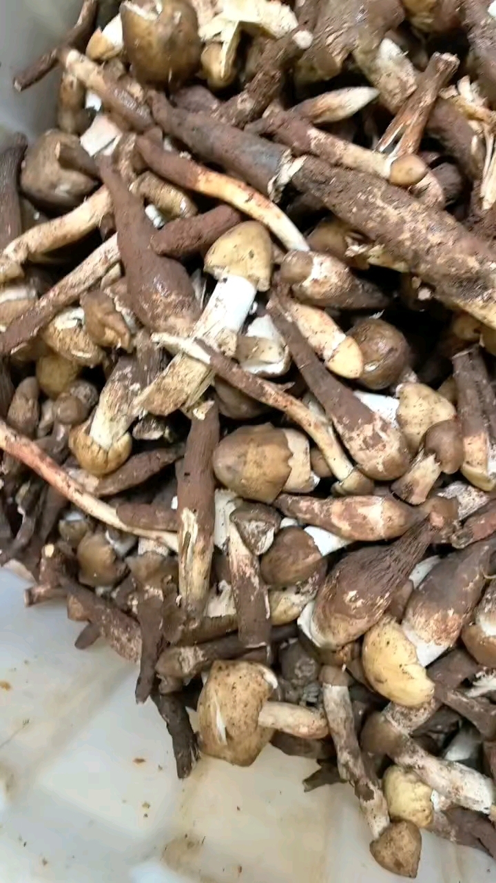 “品味天然至鲜,独宠新鲜鸡枞菌! 