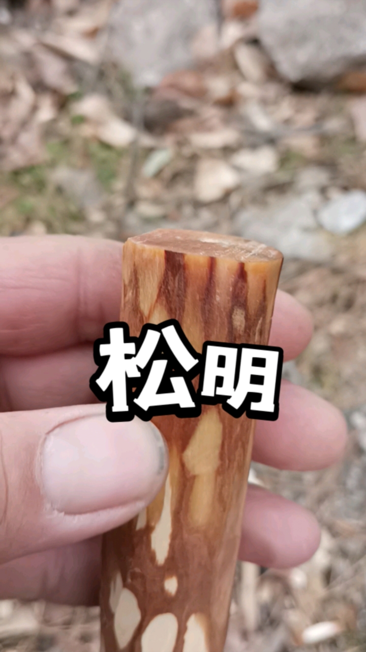 这下知道松明的出处了吧