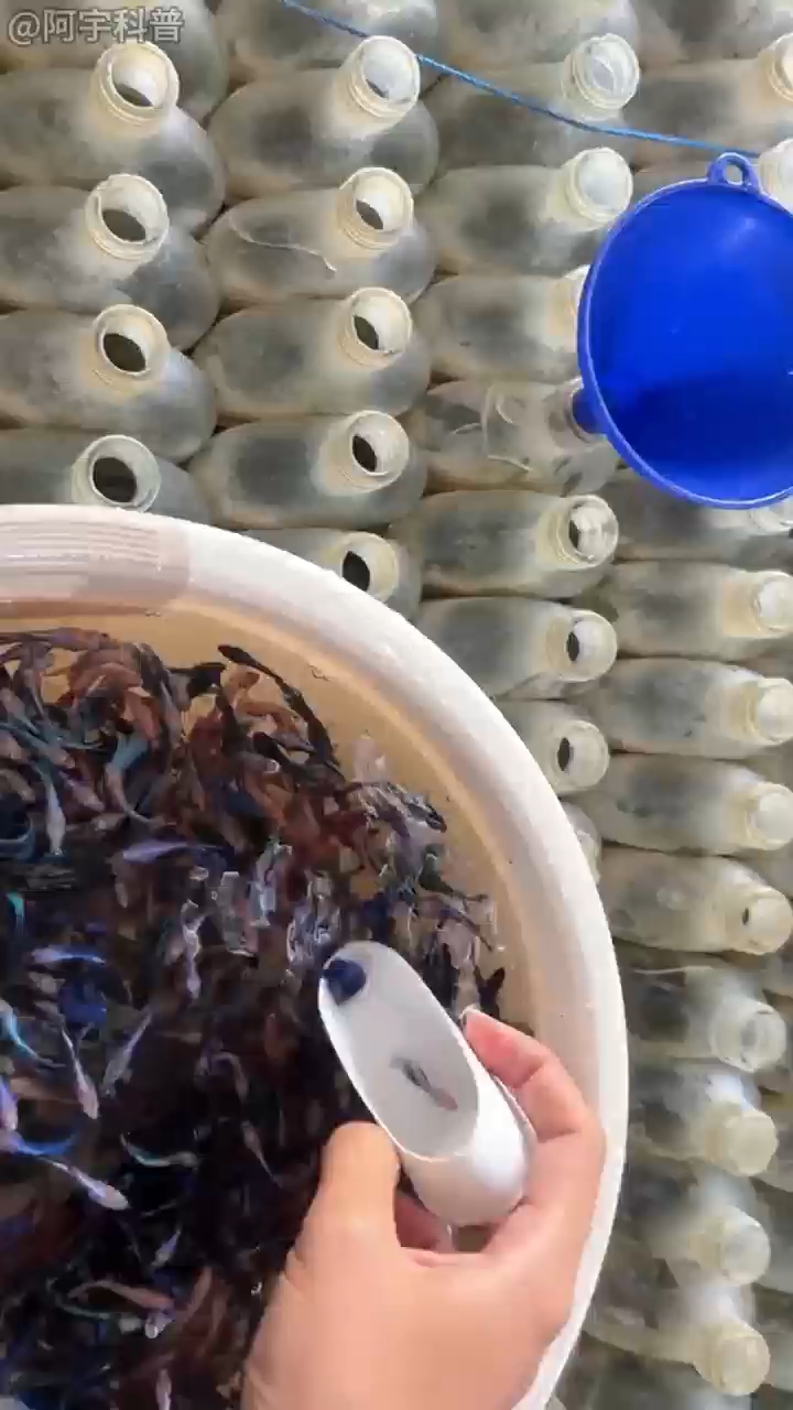在泰国斗鱼居然是在瓶子里面养的!
