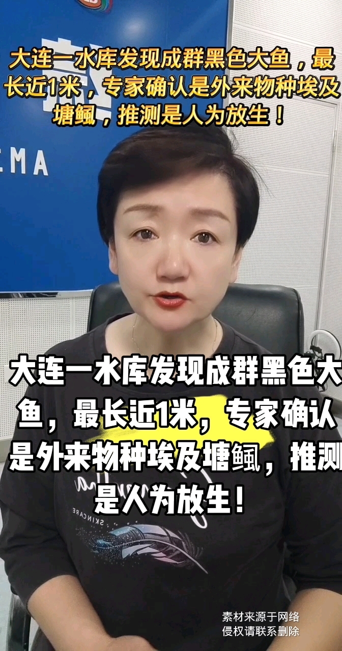 大连一水库发现成群黑色大鱼,埃及塘鲺,推测是人为放生!