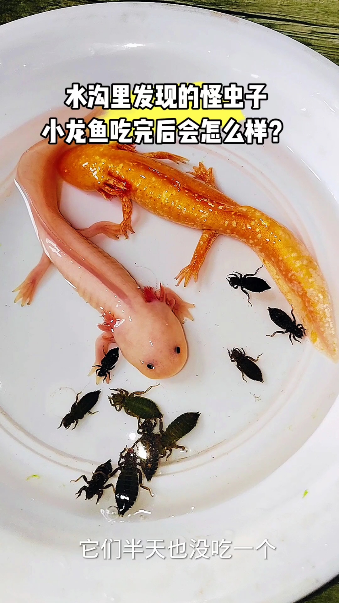 小龙鱼吃完后会怎样?