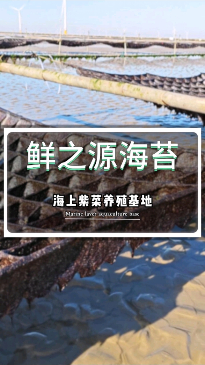海上紫菜养殖基地