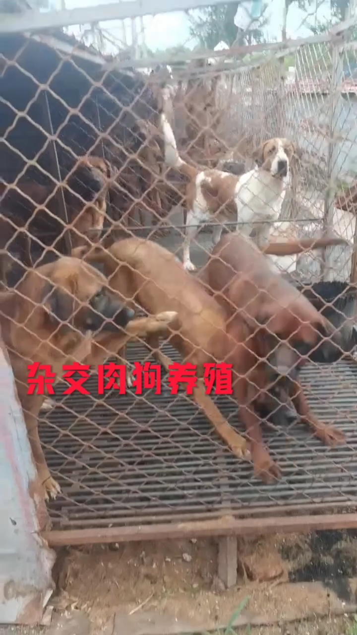 杂交肉狗养殖肉狗苗