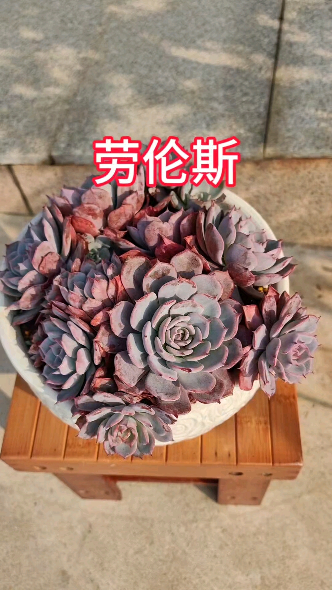 多肉劳伦斯，比较好渡夏品种。