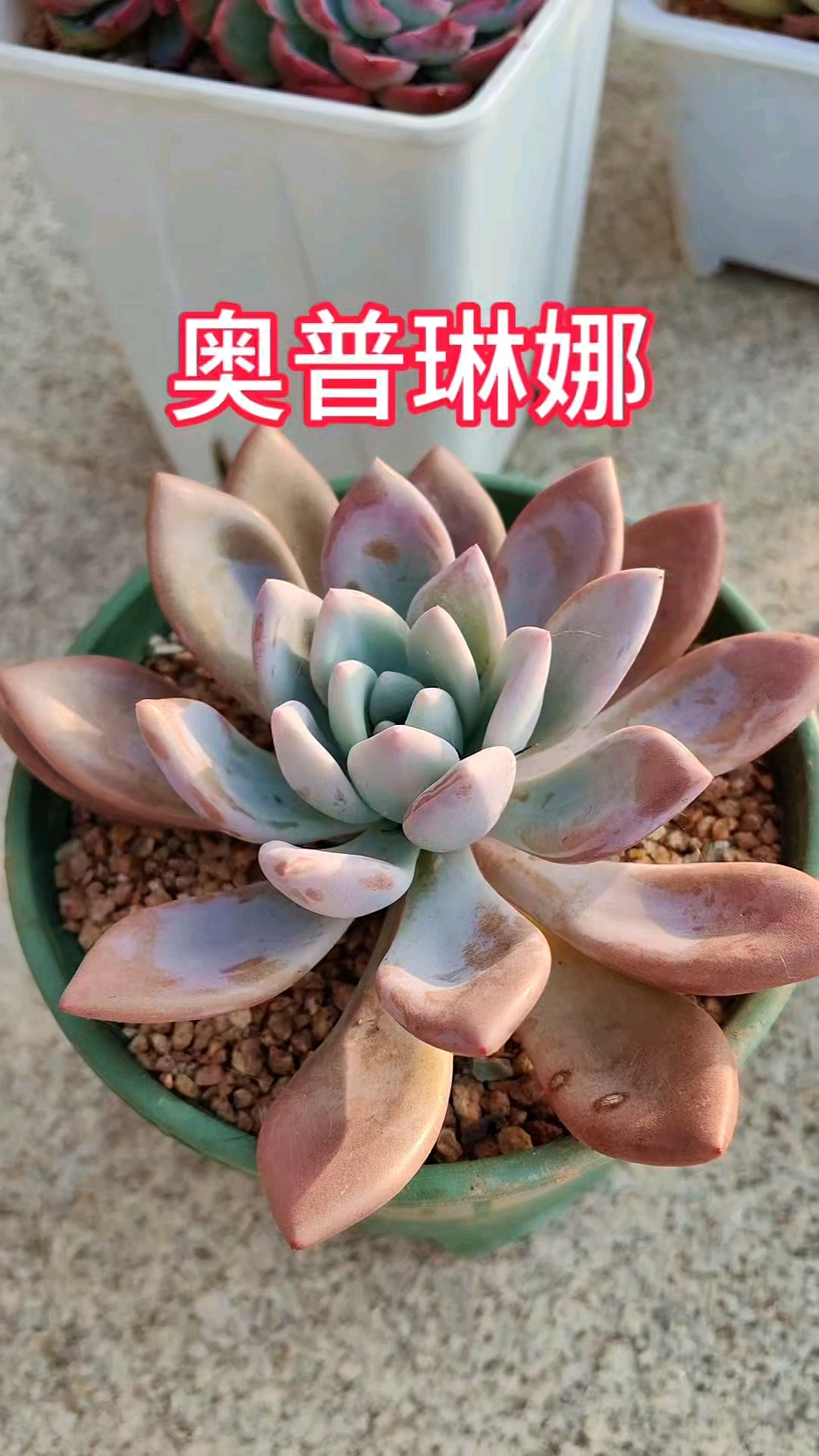 多肉奥普琳娜