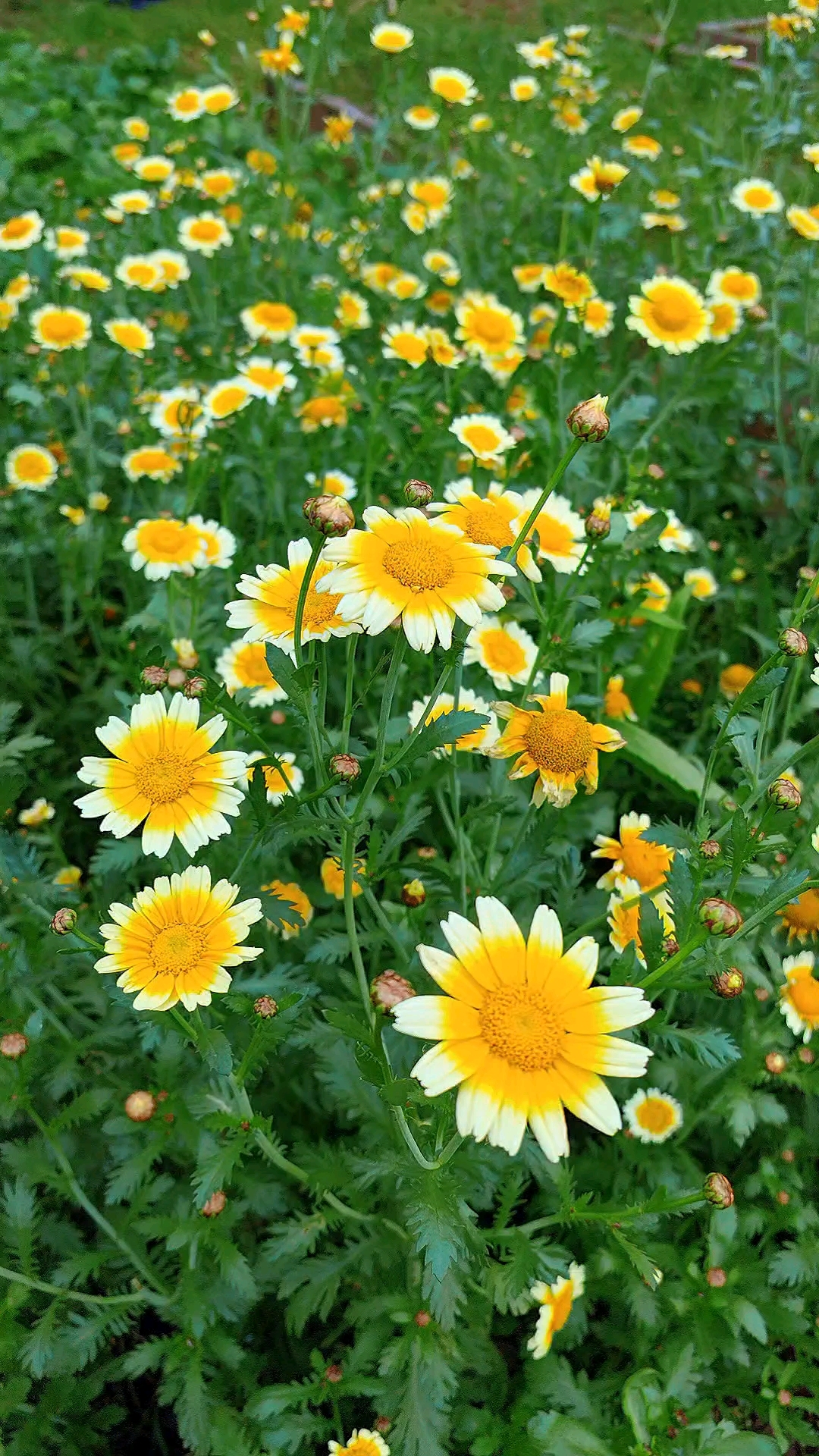 菜地里茼蒿菜花开