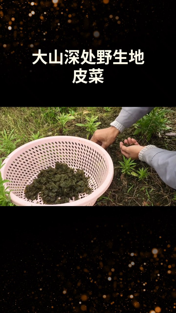 野生地皮菜