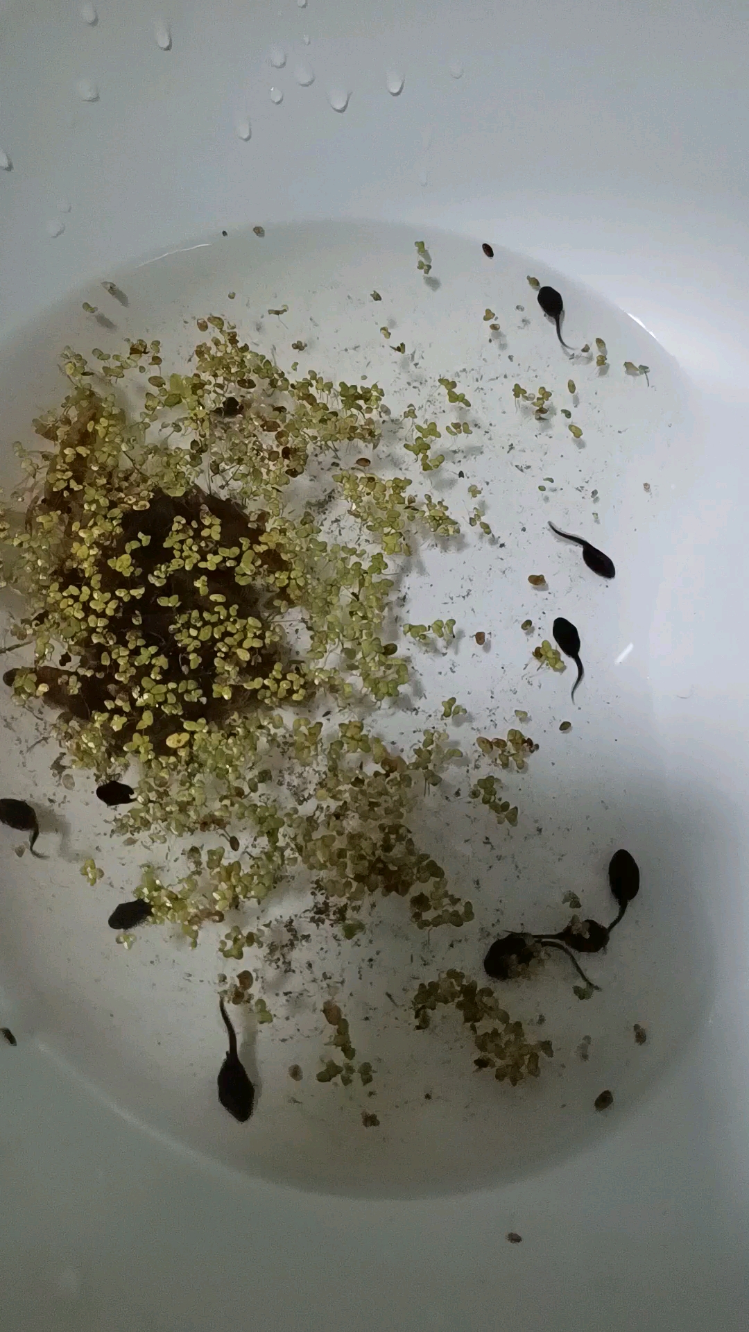 小蝌蚪和小龙虾游泳