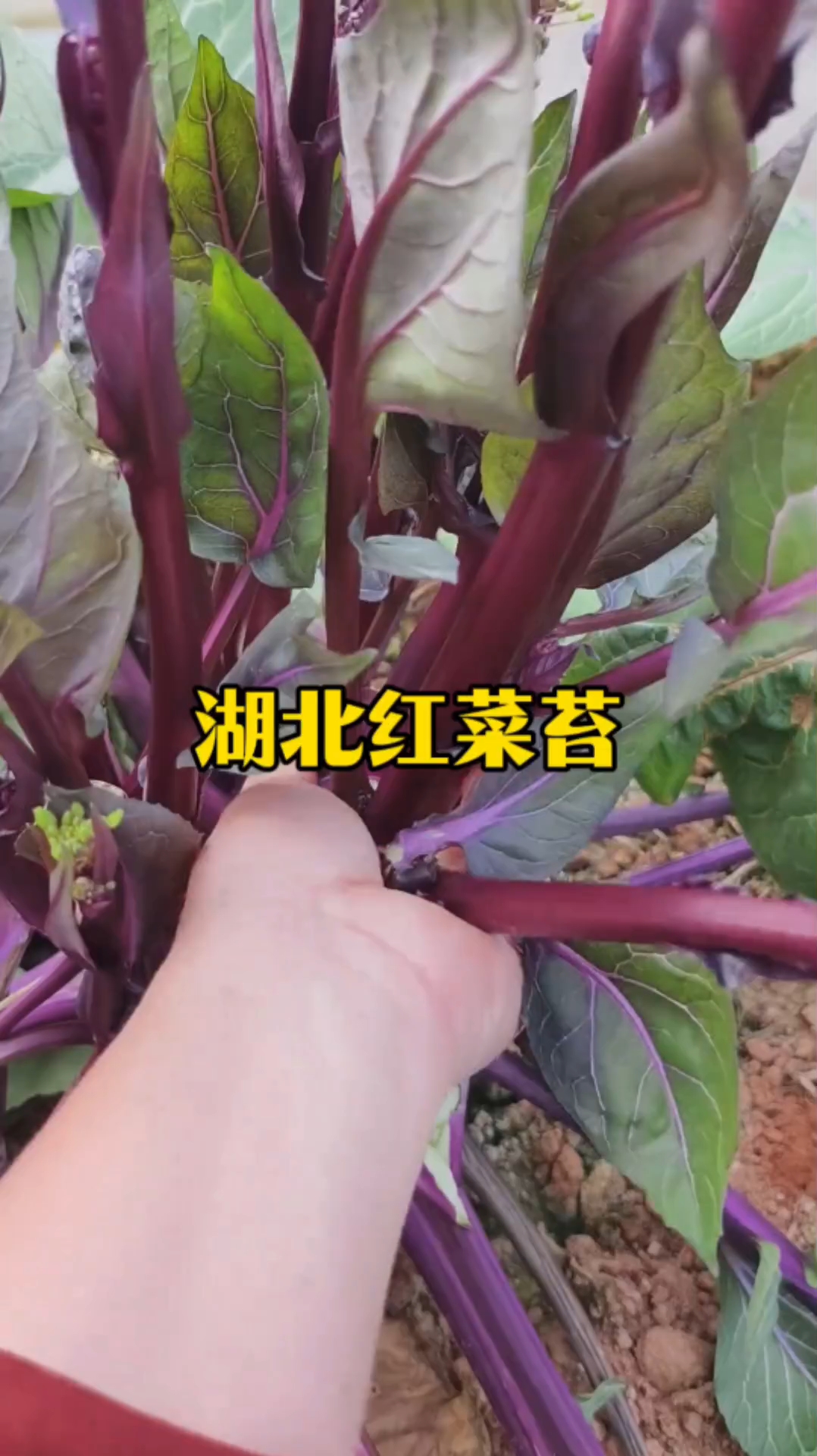 湖北红菜苔#红菜苔炒腊肉