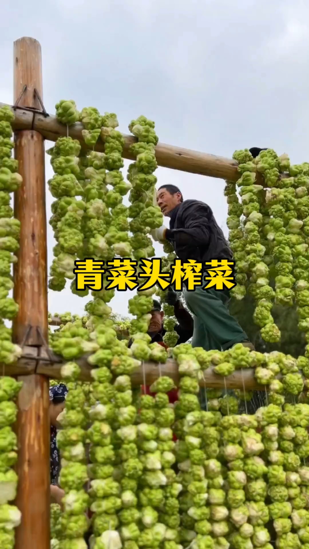 青菜头榨菜