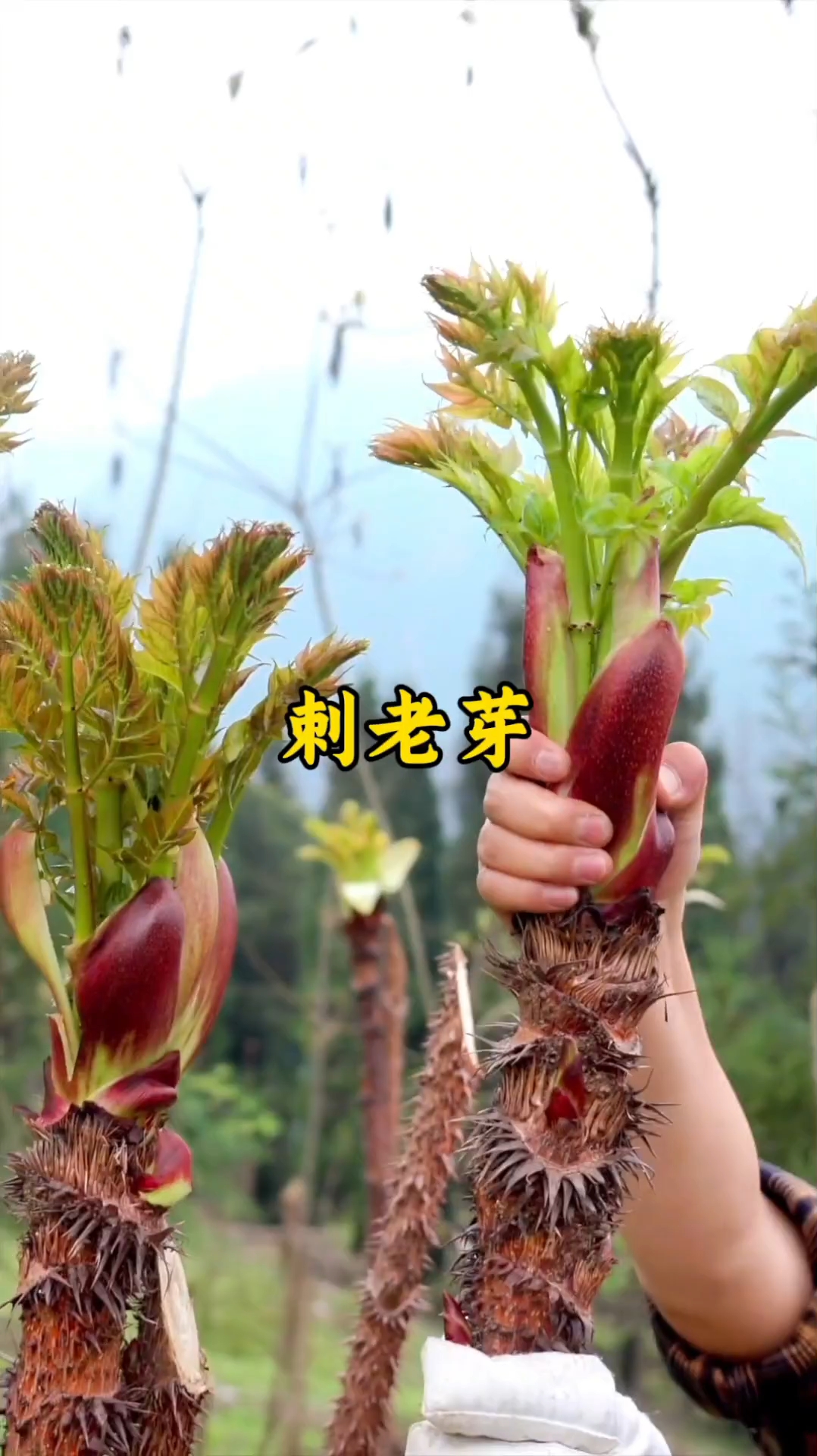 天下第一山珍——刺老芽