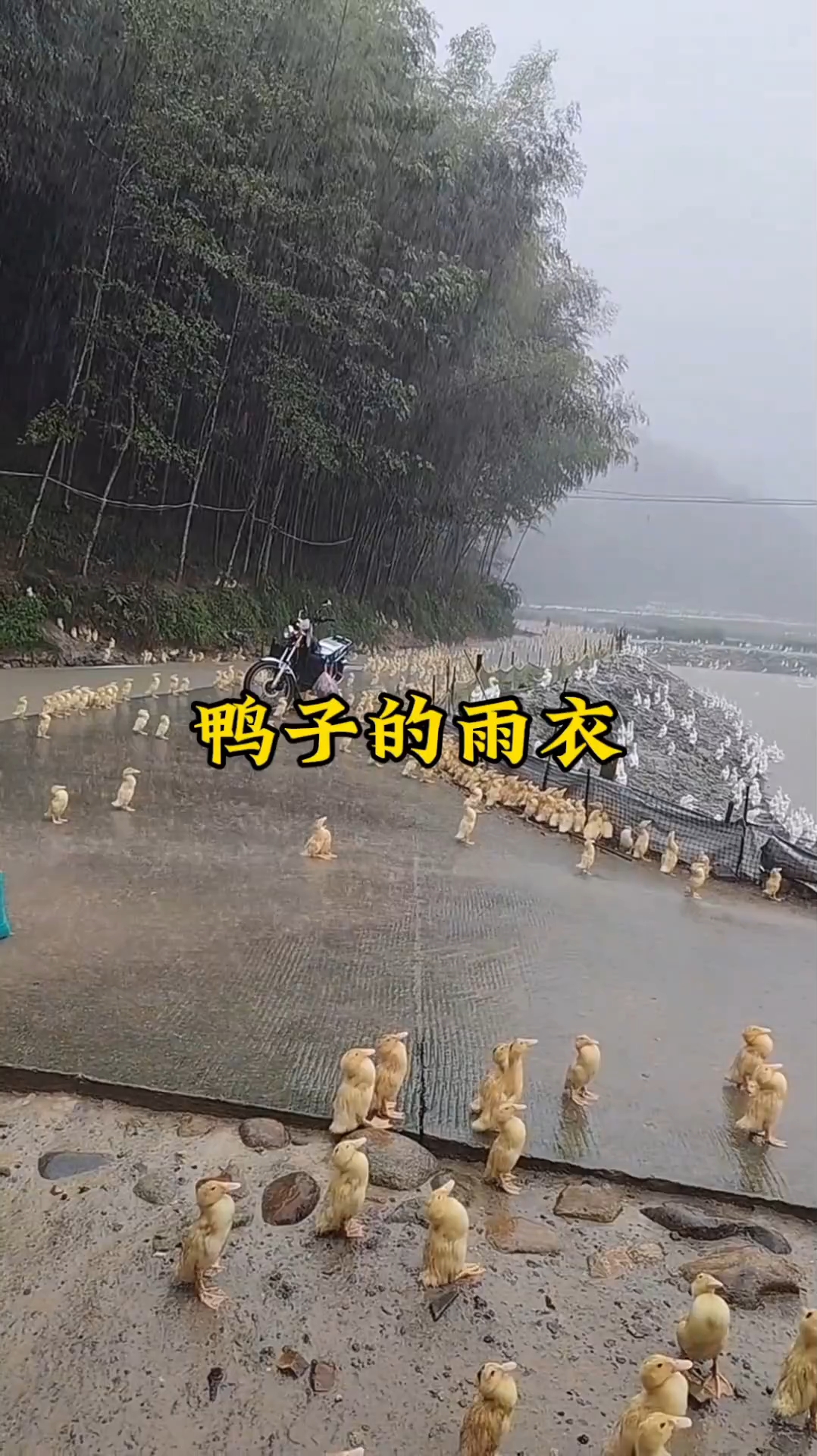 鸭子的雨衣秘籍