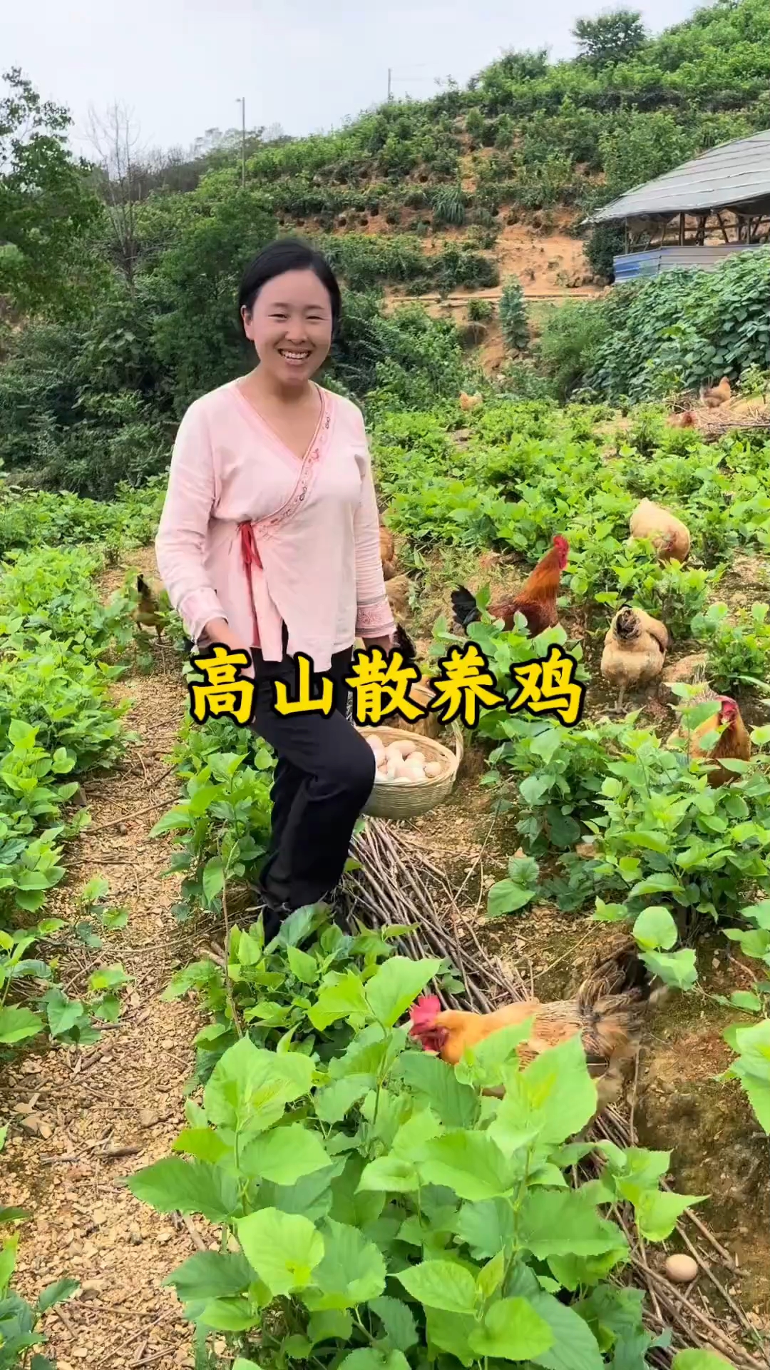 高山散养鸡,自然好蛋来
