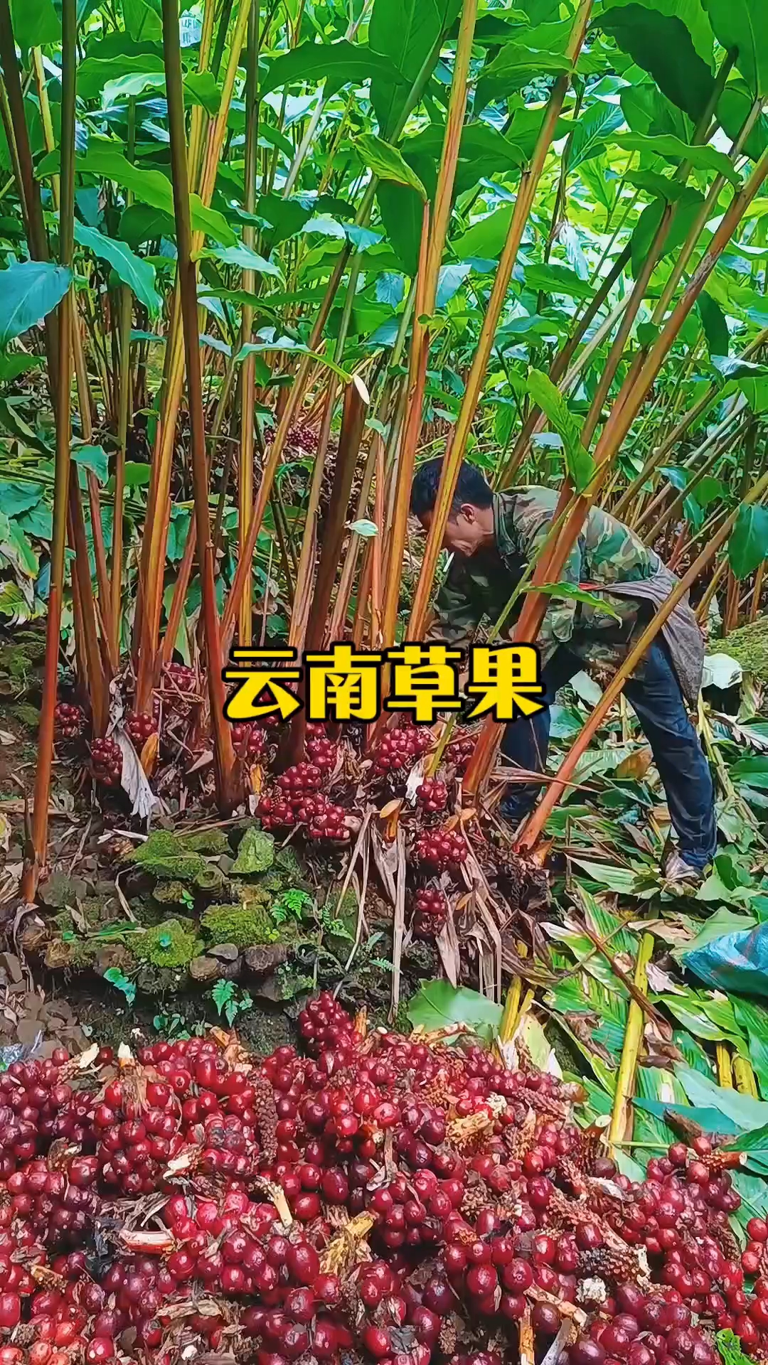 云南草果