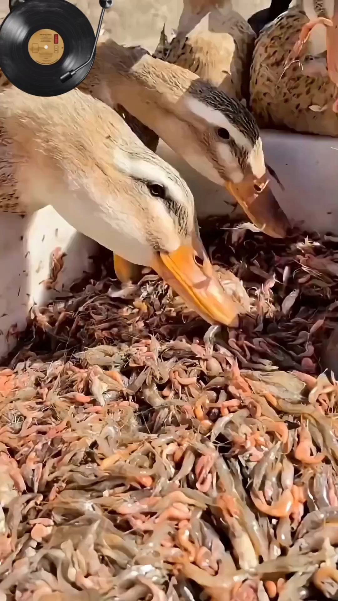 用小鱼小虾喂鸭子