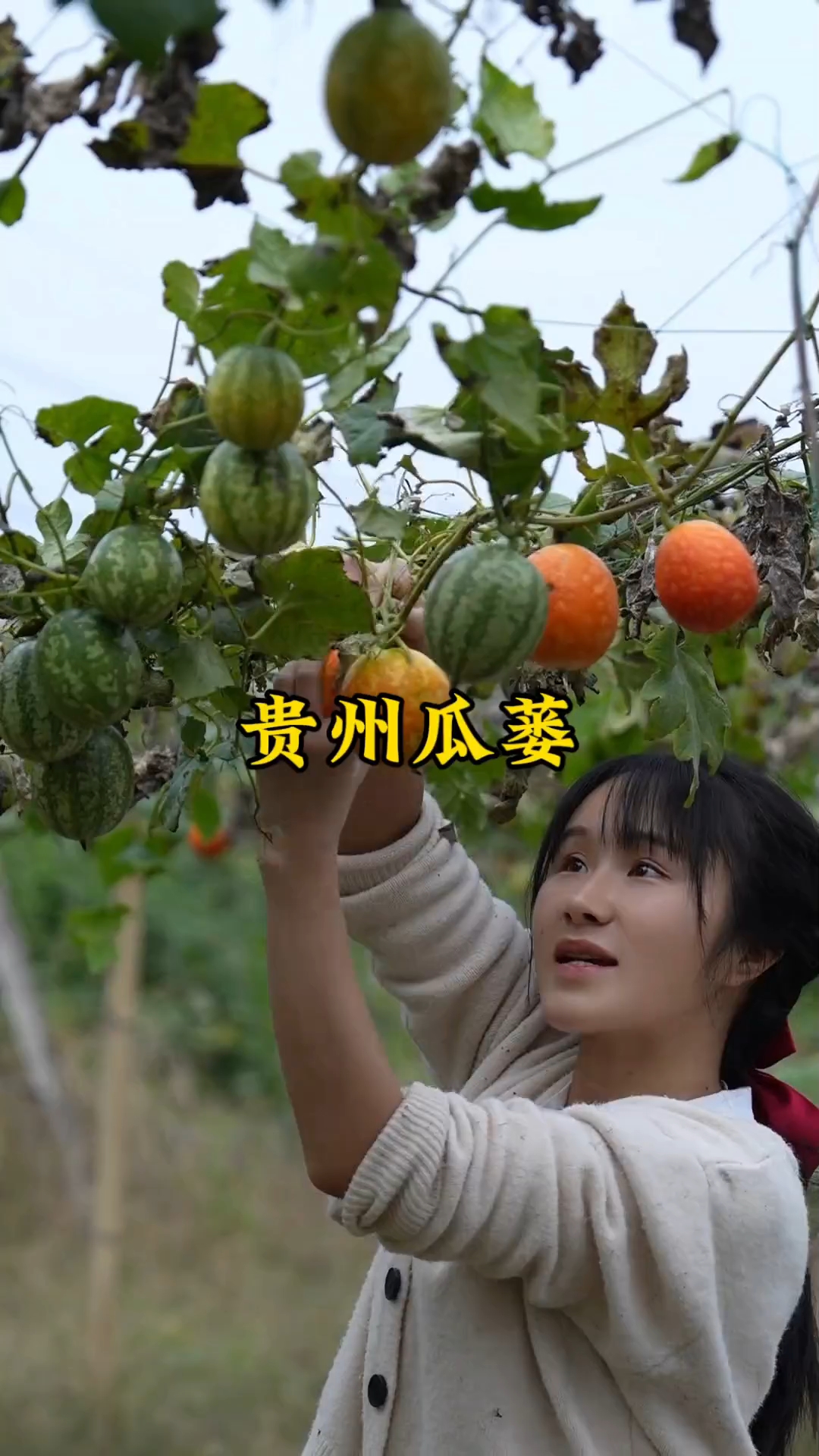 贵州瓜蒌（吊瓜子）