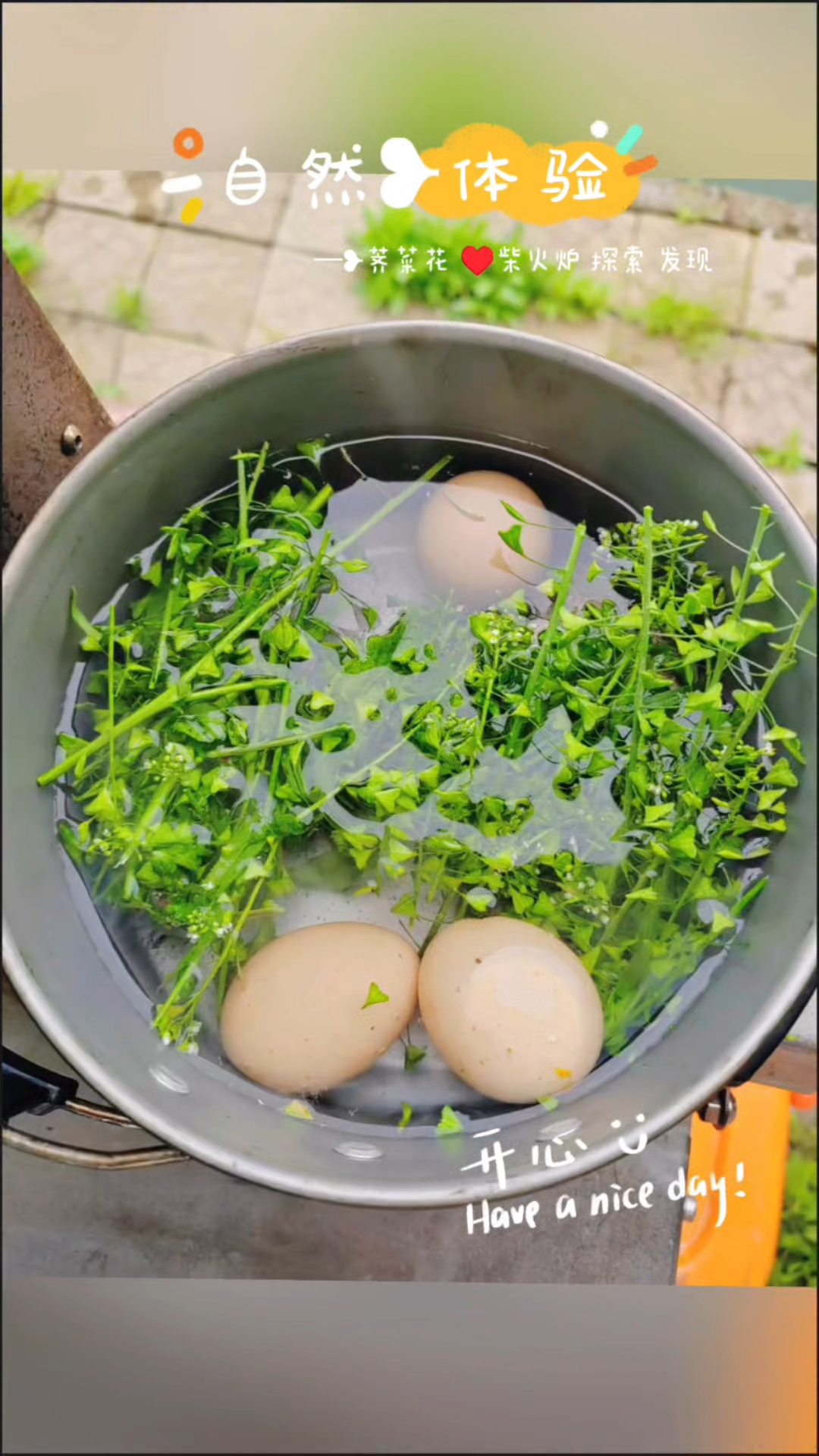 荠菜花 柴火炉  自然体验