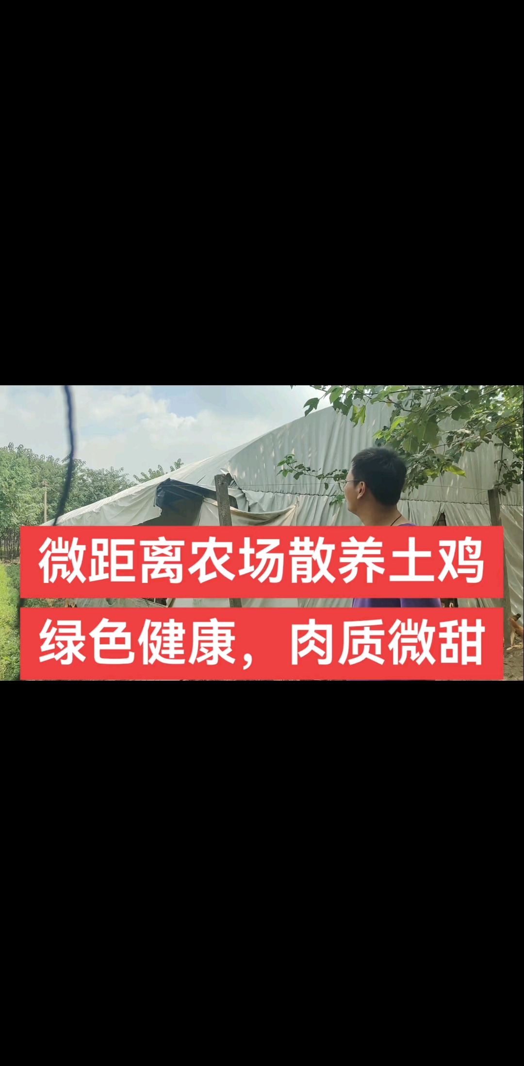 散养土鸡