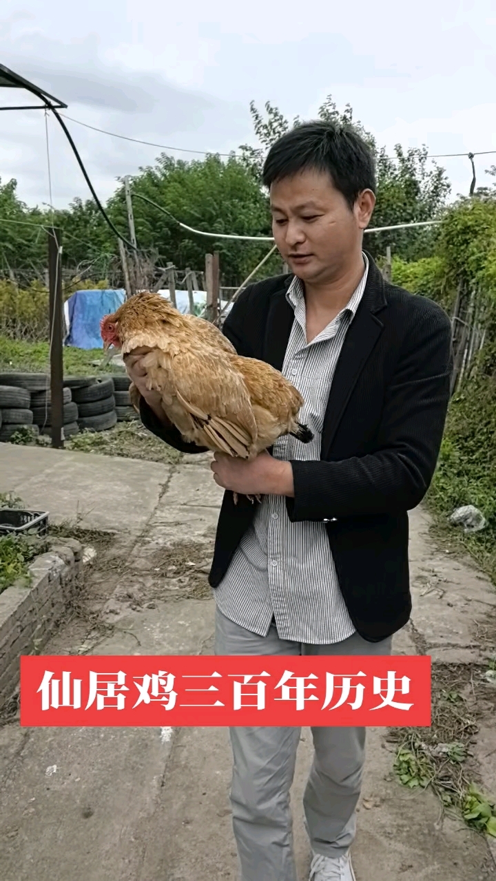 绍兴散养土鸡