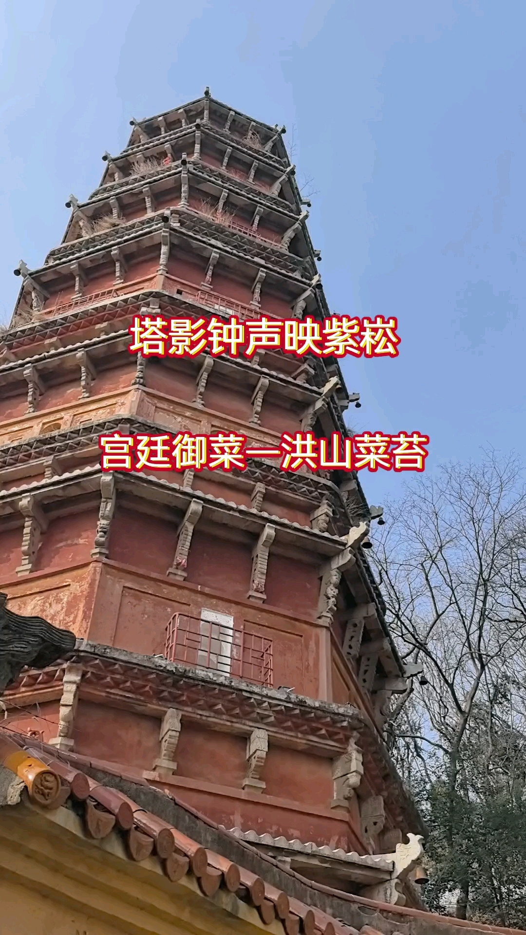 宝通寺—宫廷御菜、武昌洪山菜苔。清甜、味美，菜苔炒腊肉。