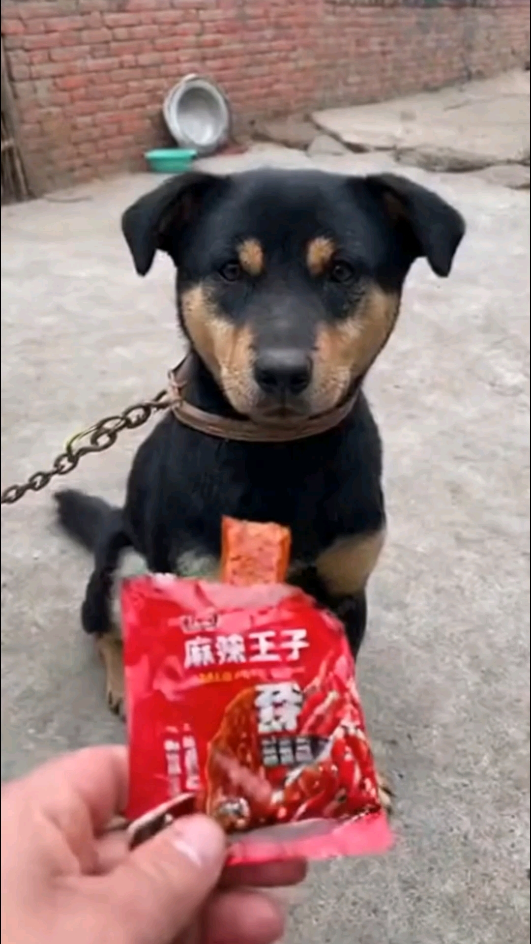 这眼神!像极了你偷偷吃辣条的样子,有没有被它可爱到?