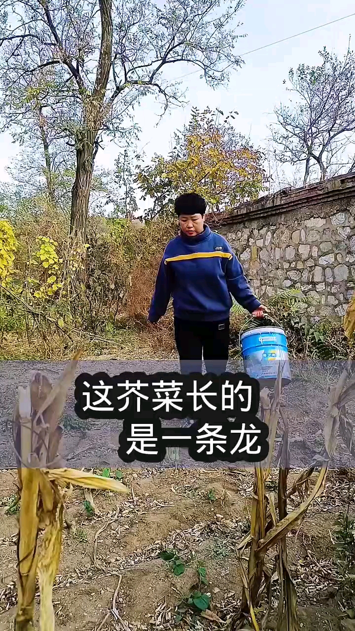 这芥菜长的咋这个德行?