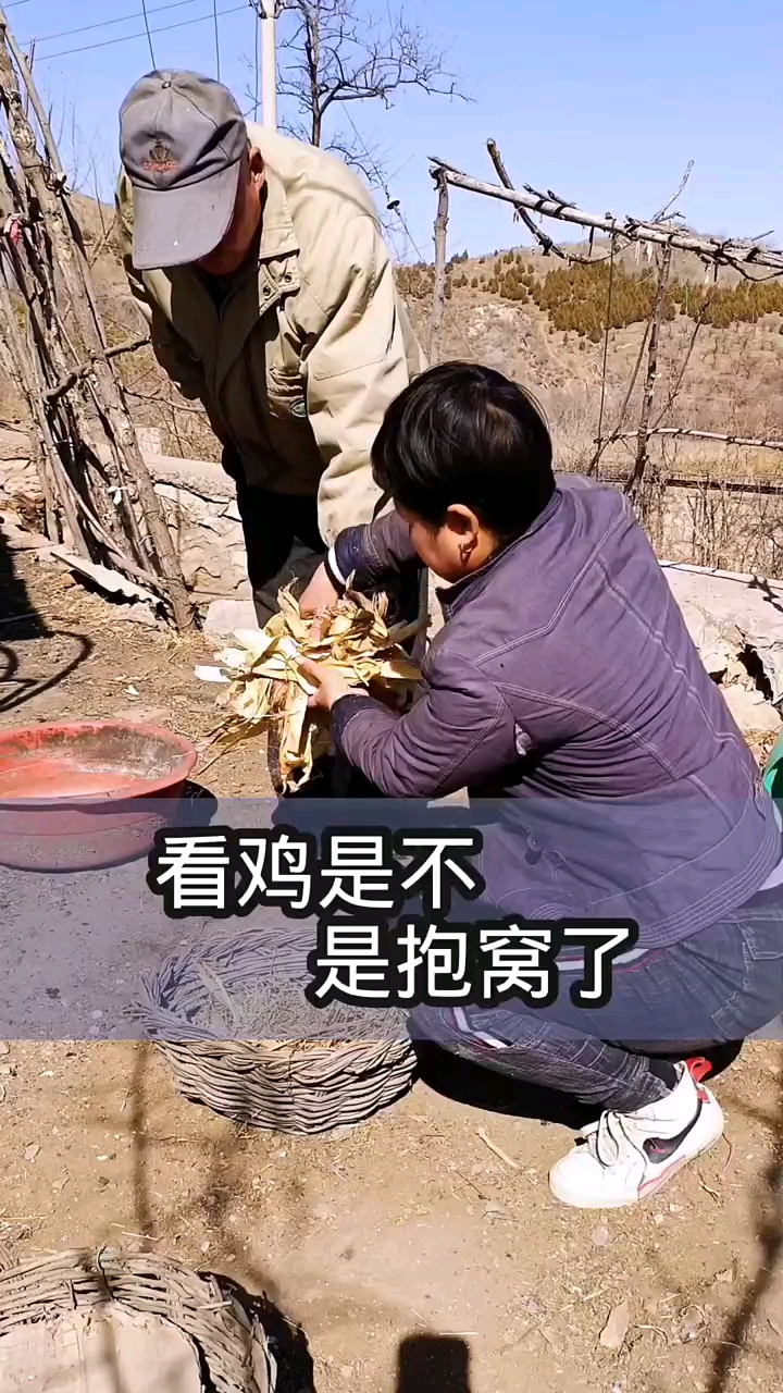 老母鸡要孵化小鸡了