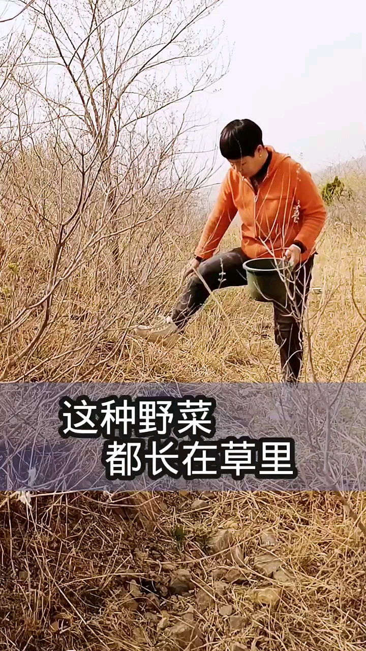 这种野菜你们吃过吗