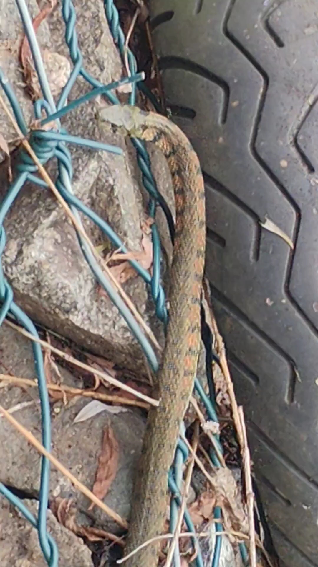 注意！东北鸡冠蛇别名野鸡脖子！国家保护动物！