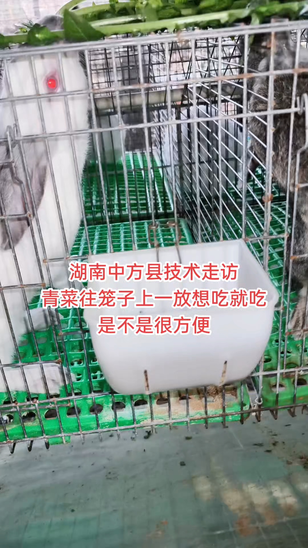 湖南中方县技术走访 青菜往笼子上一放想吃就吃是不是很方便#中