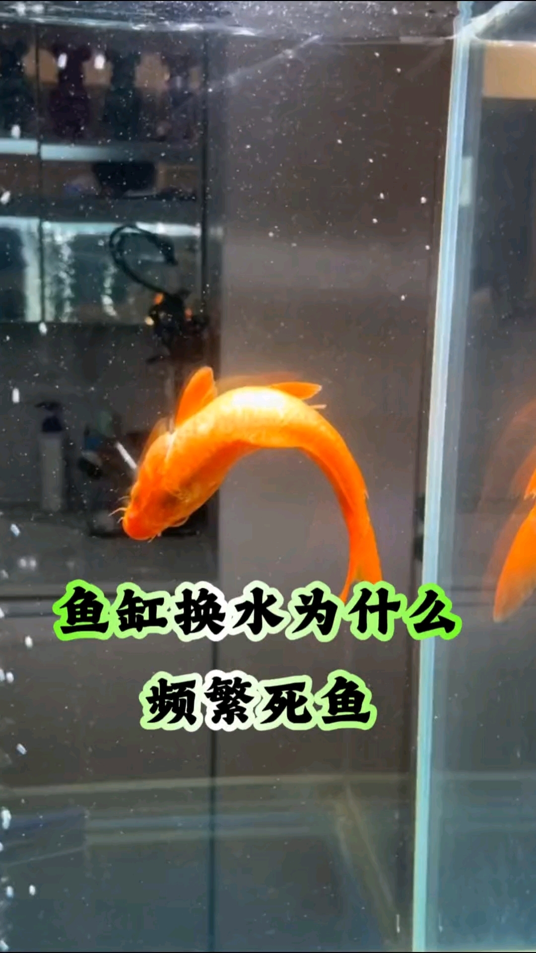 鱼缸换水为什么会频繁死鱼呢#新手养鱼#养鱼经验分享#养鱼人#养鱼小知识