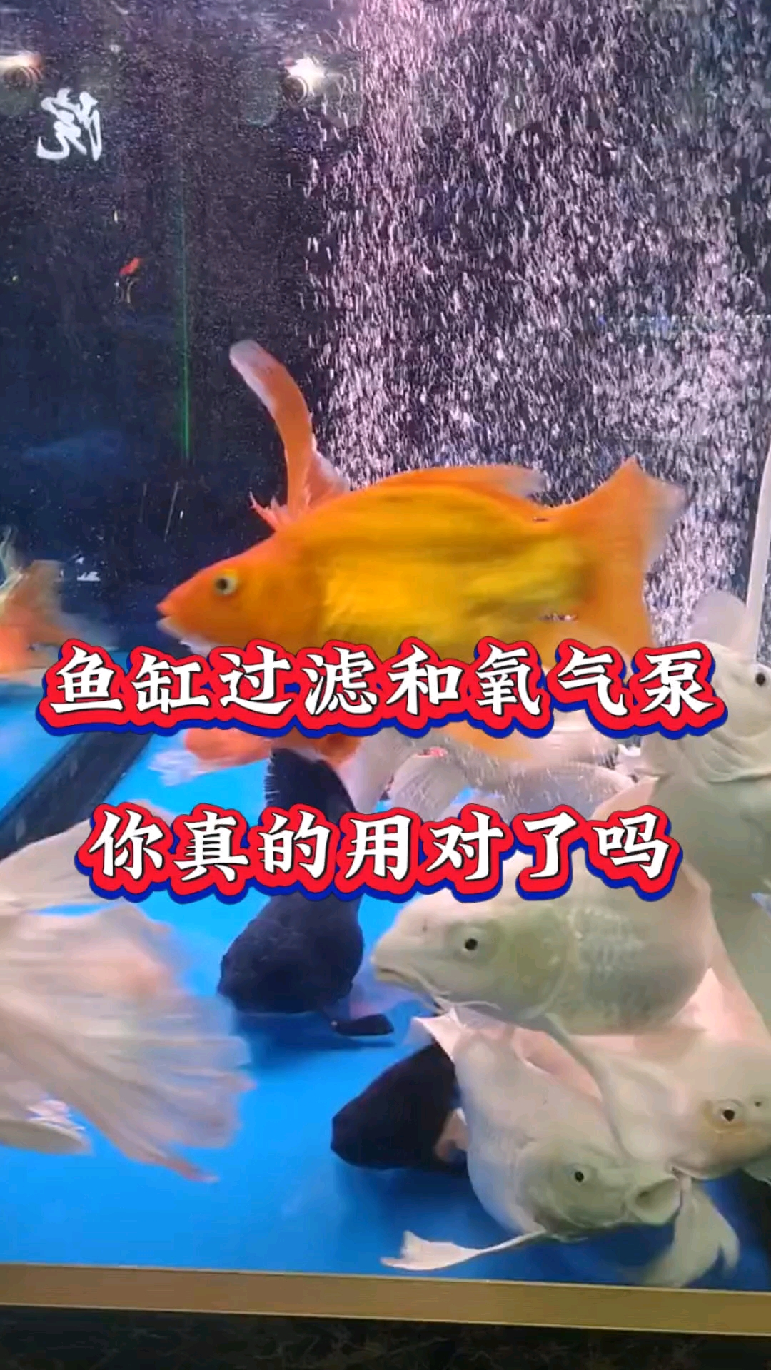鱼缸过滤和氧气泵,你真的用对了吗?#新手养鱼#养鱼人#养鱼经验分享#水族#养鱼日记