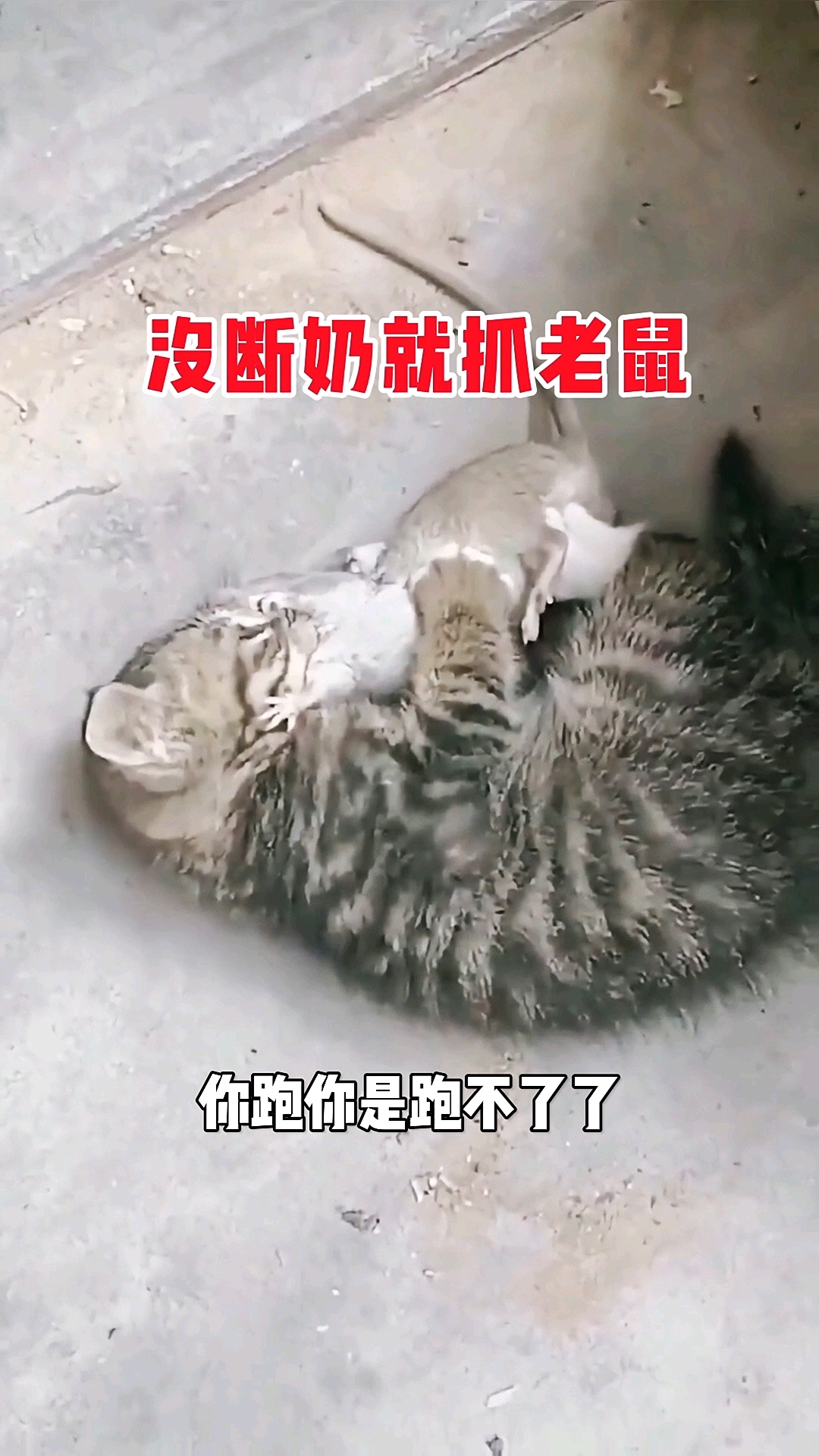 狸花猫还没断奶呢,但从小就会抓老鼠