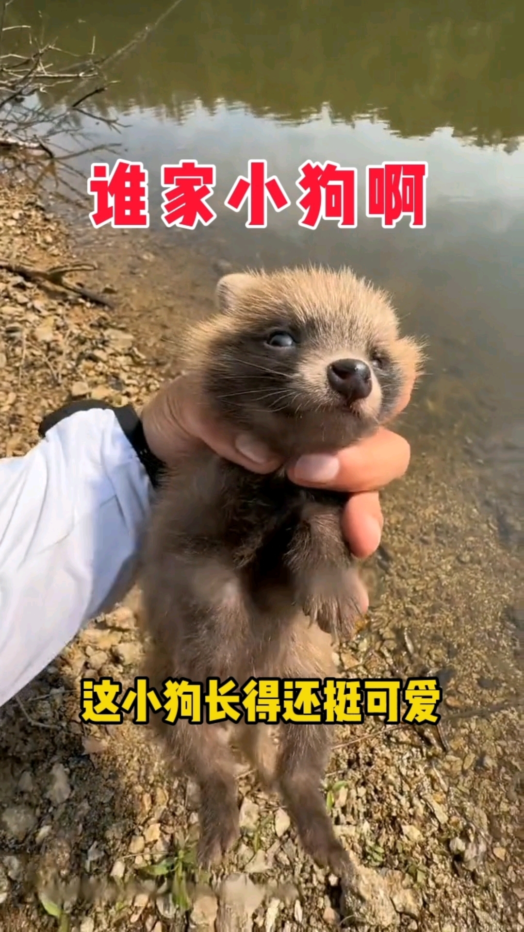 鱼没钓到，捡了只小狗，钓鱼佬永不空军
