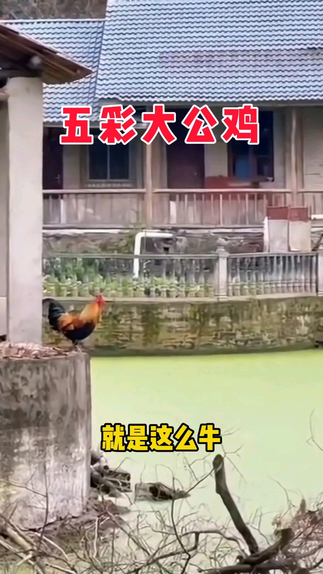 正宗原生态黄金五彩大公鸡