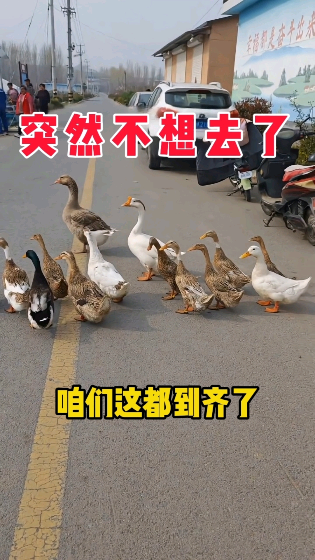 等了半天来了只开挂的鸭子#搞笑#