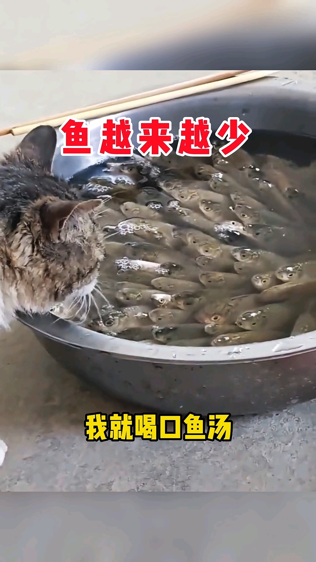 猫：先假装喝汤，再偷偷吃鱼