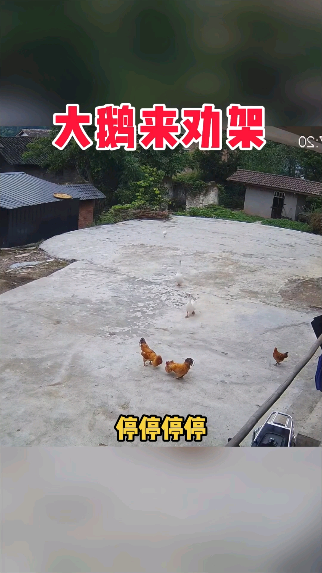 两只公鸡打架，两只大鹅来劝架#搞笑#