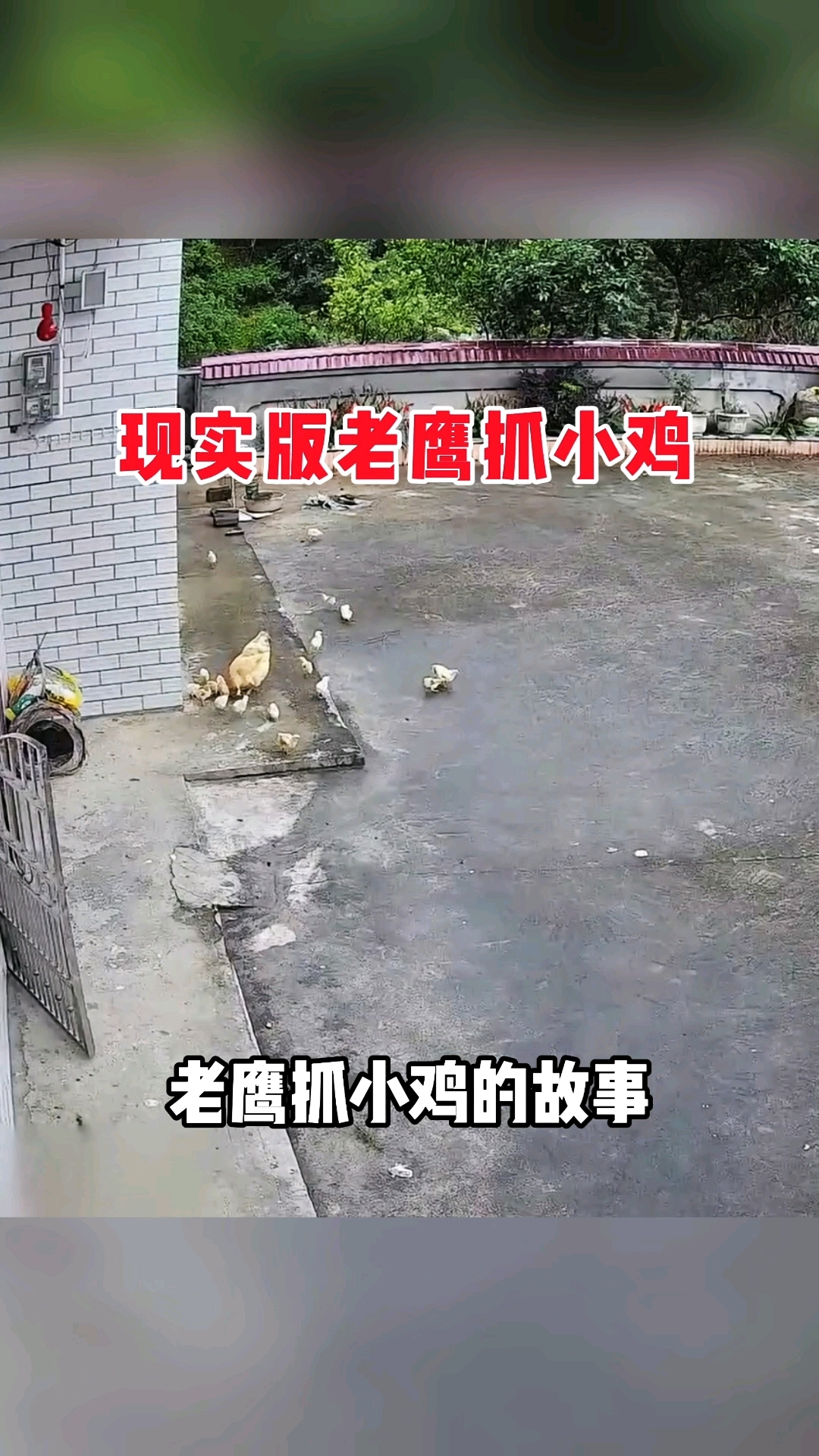 现实版老鹰抓小鸡,大黄全程看热闹